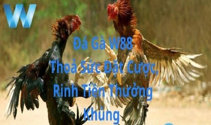 Đá gà W88 - Siêu phẩm cá cược hot năm 2024 4 Các hình thức Đá gà tại W88